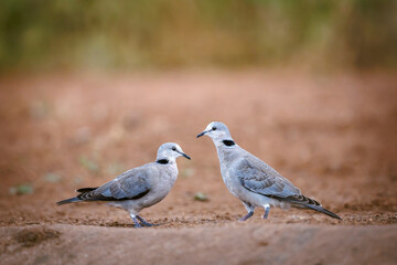 Two Ring-necked Dove standing on the ground isolated in natural background in Greater Kruger national park, South Africa ; Specie Streptopelia capicola family of Columbidae