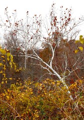 Autumn scene with white River Birch bent