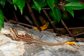 juvenile striped basilisk // junger Streifenbasilisk (Basiliscus vittatus) - Honduras