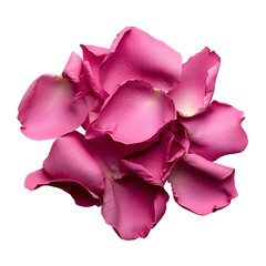 Obraz premium pink rose petals, single soft red rose petal, isolated on a transparent background, elegant shape and vibrant color