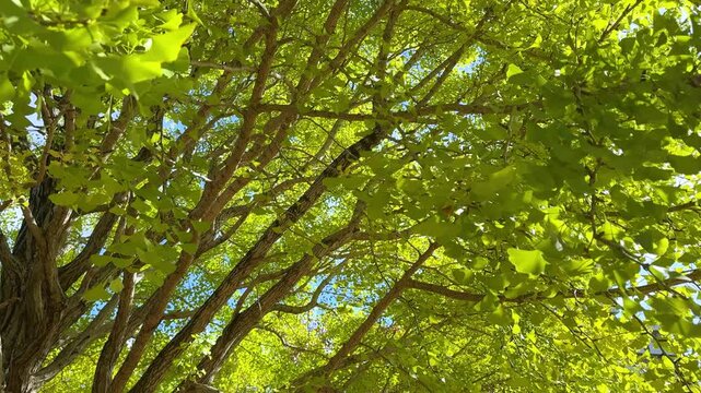 ginkgo tree