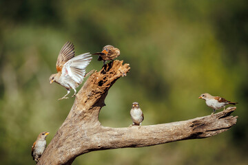 Five Southern Grey-headed Sparrow on a log in Greater Kruger National park, South Africa ; Specie family Passer diffusus of Passeridae