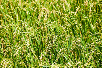 Close-up of a vibrant rice field with lush green stalks and golden grains.