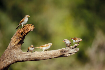 Five Southern Grey-headed Sparrow on a log in Greater Kruger National park, South Africa ; Specie family Passer diffusus of Passeridae