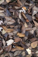 dry leaves on the ground