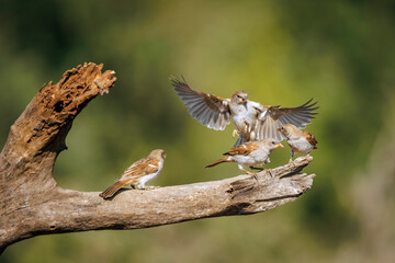 Four Southern Grey-headed Sparrow on a log in Greater Kruger National park, South Africa ; Specie family Passer diffusus of Passeridae