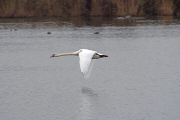 Fliegender Schwan mit hoch erhobenen Flügeln über einem Teich im Naturschutzgebiet Rieselfelder in Münster. Flying swan with wings raised high over a pond in the Rieselfelder nature reserve in Münster