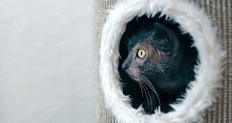 Side view of  Grey Lykoi cat looks out of the hole of a scratching post. Panoramic image with copy space. 