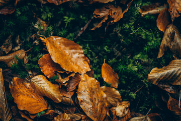 fallen autumn leaves