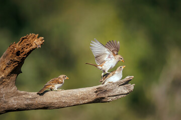Southern Grey-headed Sparrow dueling in flight in Greater Kruger National park, South Africa ; Specie family Passer diffusus of Passeridae