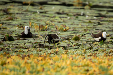 Couple Migrated Pheasant-Tailed Jacana Searching for Food in a Lake of Kathmandu