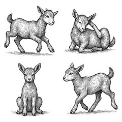 Baby Goat Sketch Set in Vintage Engraving Style, Transparent Background