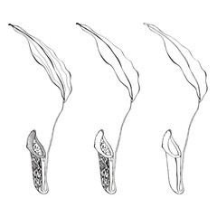 Hand drawn Nepenthe. Carnivorous Plant. Vector set.
