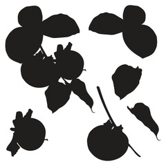 Persimmon fruit black silhouette, hand drawn elements, botanical illustration.