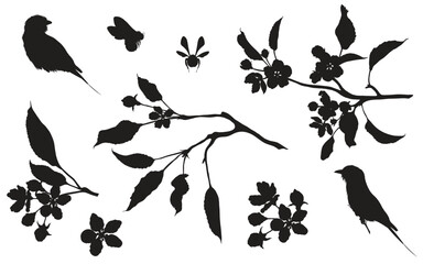Black line silhouette, apple branch, bee, birds. Blooming branch of sakura apple tree with bee and birds.
