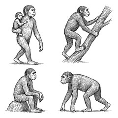 Australopithecus Afarensis Early Hominin Evolution Sketch