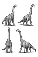 Brachiosaurus Dinosaur Sketch Set in Vintage Engraving Style, Transparent Background © FriskySloths