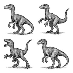 Coelophysis Dinosaur Sketch Set in Vintage Engraving Style, Transparent Background