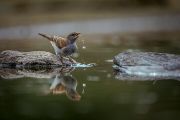 Southern Grey-headed Sparrow dri ing in waterhole with reflection in Greater Kruger National park, South Africa ; Specie family Passer diffusus of Passeridae