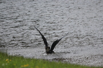 Fototapeta premium Great Blue Heron grabbing his catch of the day