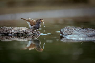 Southern Grey-headed Sparrow dri ing in waterhole with reflection in Greater Kruger National park, South Africa ; Specie family Passer diffusus of Passeridae