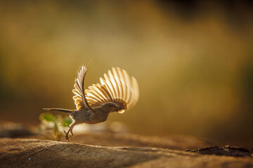 Southern Grey-headed Sparrow taking off from waterhole backlit in Greater Kruger National park, South Africa ; Specie family Passer diffusus of Passeridae