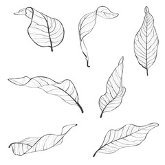 Line magnolia leaves set. Floral spring leaves. Isolated illustration element. Hand drawing wildflower for background, texture, wrapper pattern, frame or border. © Виктор Фесюк