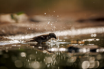 Southern Grey-headed Sparrow backlit bathing and splashing in waterhole  in Greater Kruger National park, South Africa ; Specie family Passer diffusus of Passeridae