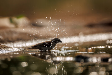 Southern Grey-headed Sparrow backlit bathing and splashing in waterhole  in Greater Kruger National park, South Africa ; Specie family Passer diffusus of Passeridae