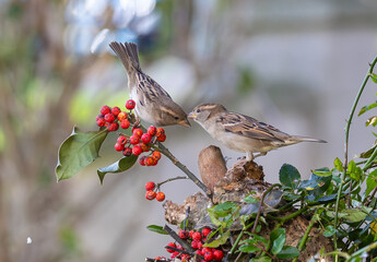 Naklejka premium Outrageous fights and struggles for food with exceptional postures!