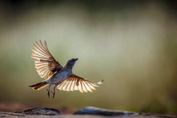 Southern Grey-headed Sparrow taking off backlit isolated in blur background in Greater Kruger National park, South Africa ; Specie family Passer diffusus of Passeridae