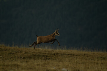 Running goat 