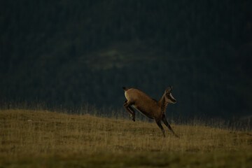 Running goat 