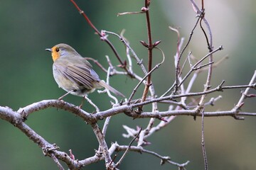 Un joli rouge-gorge perché sur une branche