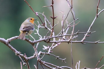 Un joli rouge-gorge perch&eacute; sur une branche