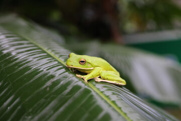 Australian green tree frog (Ranoidea caerulea/Litoria caerulea) Daintree Rainforest