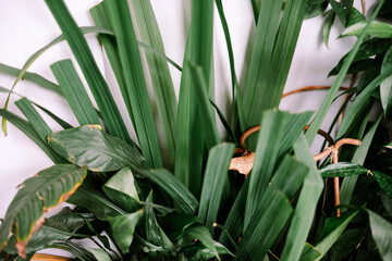 Lush Green Tropical Foliage Against Clean White Wall
