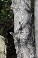 black-tailed monitor (Varanus tristis)  Magnetic Island Australia