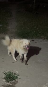 dog, funny puppy, happy face, animal lover