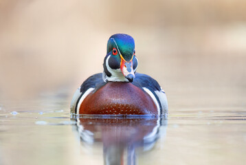 A wood duck male swimming in a local pond in spring in Ottawa, Canada