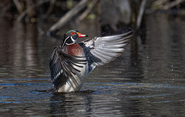 Wood duck male (Aix sponsa) flapping his wings as he swims on a quiet lake in Canada