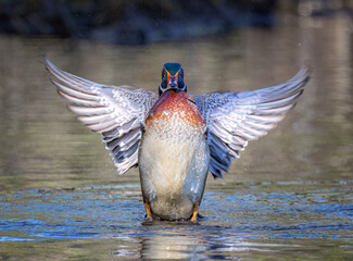 Wood duck male (Aix sponsa) flapping his wings as he swims on a quiet lake in Canada