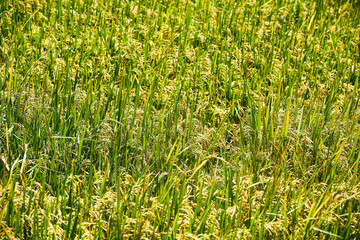 Close-up view of a vibrant rice field ready for harvest under the sunlight