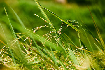 Close-up of rice plants in a field, showing the grains and green leaves.