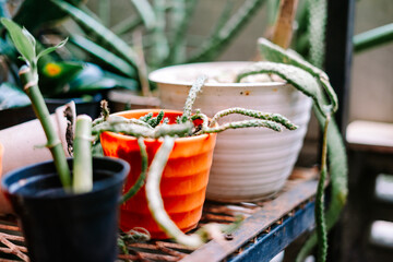 Potted Succulents and Houseplants on Rustic Metal Shelf