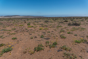 Desert Bloom Across Wide Open Plains Under Clear Blue Sky and Distant Hills