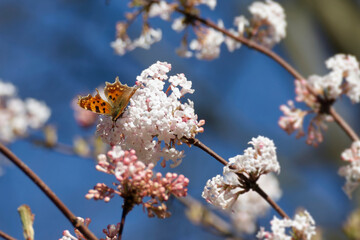 Comma butterfly (Polygonia c-album) sitting on a white flower in Zurich, Switzerland