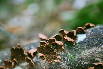 Close-up of brown fungi growing on a decaying log in a forest setting