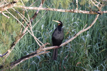 Australasian darter or Australian darter (Anhinga novaehollandiae) Queensland, Australia