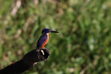 Fototapeta premium Australian Azure Kingfisher Queensland, Australia